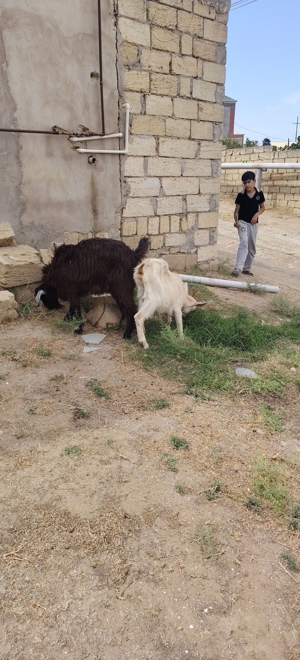 Sarı bogazdı 1 ci qarın el kecileridi Məhsul təsviri: - Ağ və bej — Heyvanlar, Xırdalan (5)