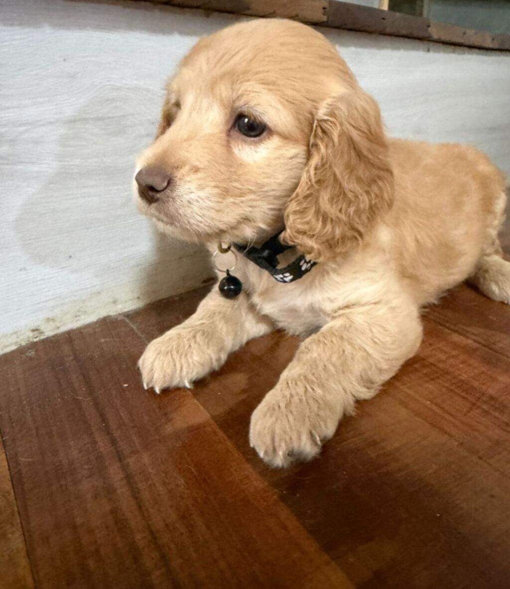 Pudel, 1 ay, Erkək — Heyvanlar, Bakı (7)
