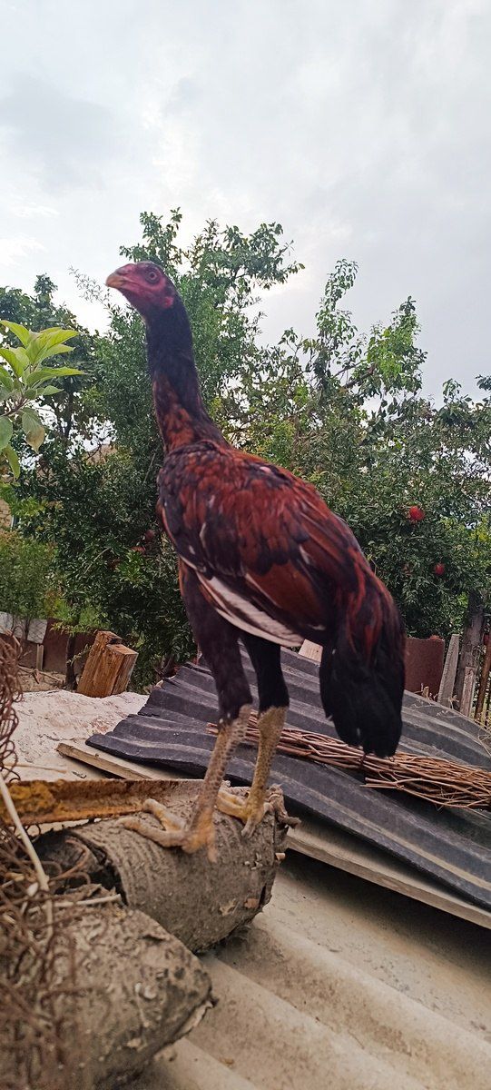 Heyratı beçə — Quşlar, Mingəçevir (3)