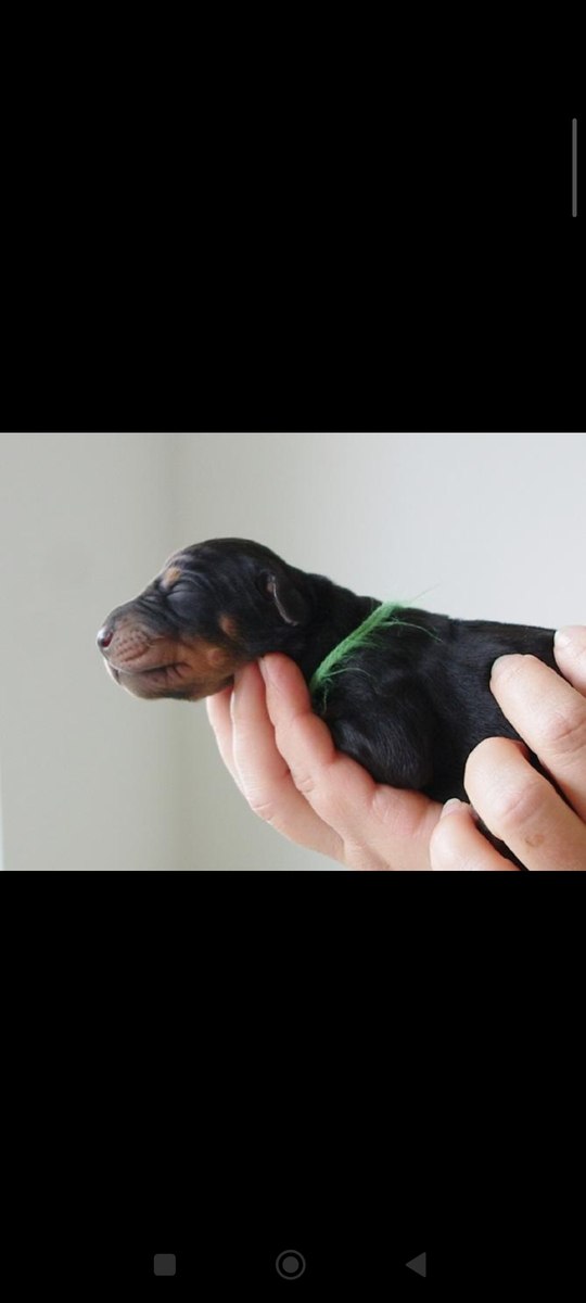 Doberman balları — Heyvanlar, Bakı (2)