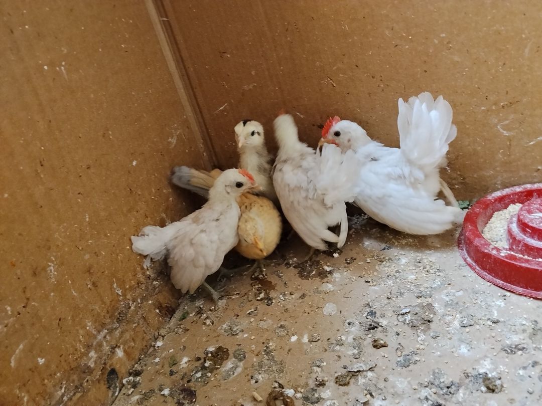 Serama cütü — Quşlar, Bakı (4)