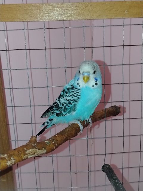 Məhsul: Dalmatin naxışlı mavi-bulat rəngli dalğa papuqayı (budgerigar) — Digah