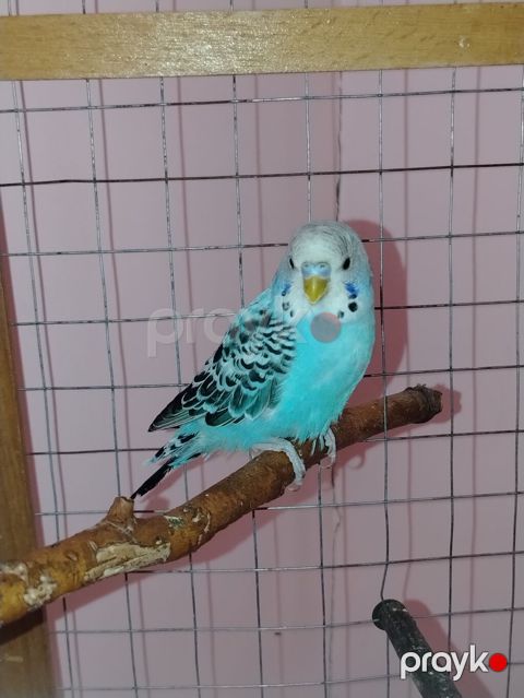 Məhsul: Dalmatin naxışlı mavi-bulat rəngli dalğa papuqayı (budgerigar) — Digah