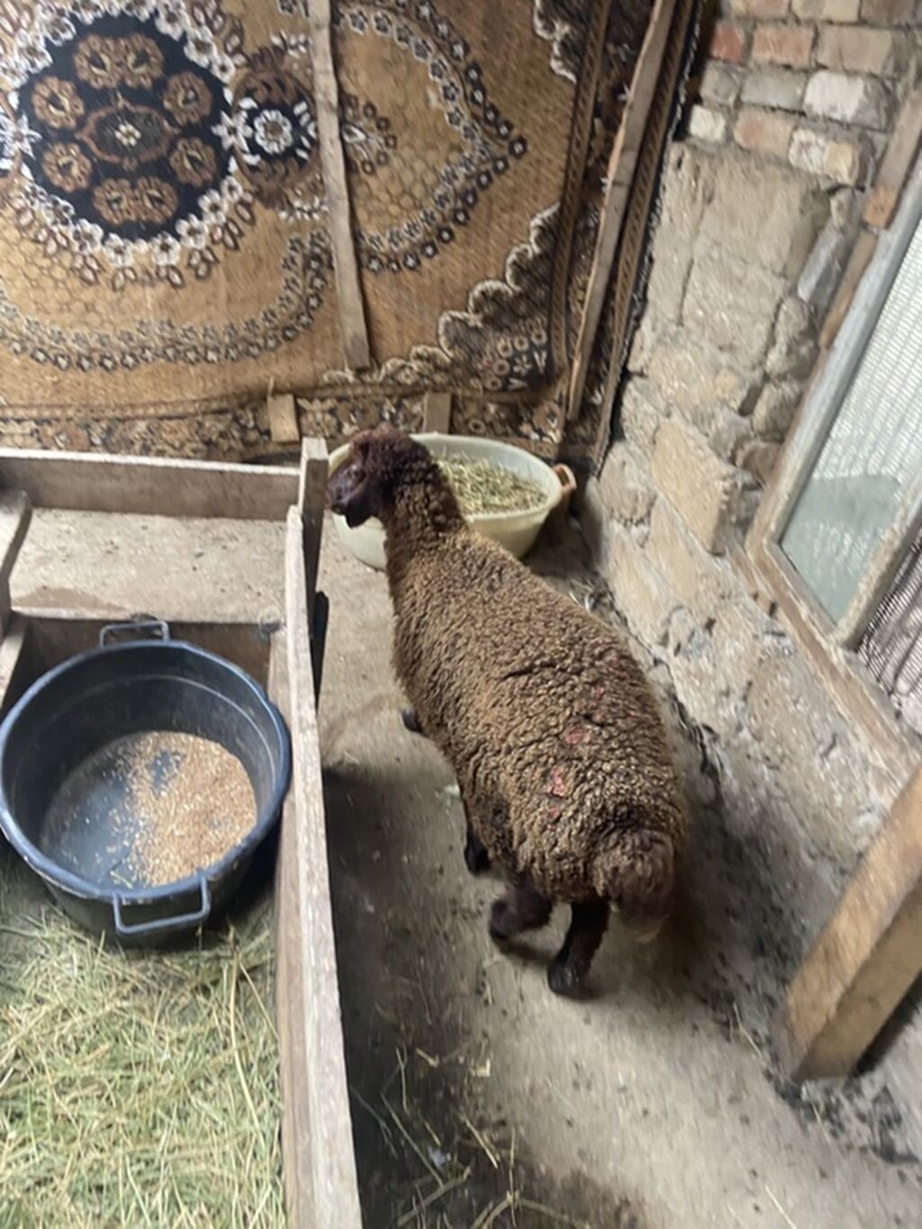 Qoyun – yerli cins, qəhvəyi rəngdə, quyruqlu (yağlı quyruq tipli) — Heyvanlar, Digah (2)