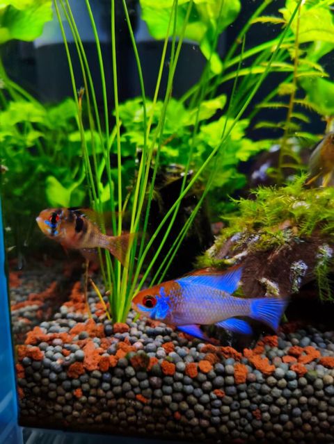 Dişi tülquyruq german ramirezi və erkək electric blue ramirezi cütü — Xırdalan