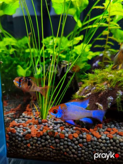 Dişi tülquyruq german ramirezi və erkək electric blue ramirezi cütü — Xırdalan