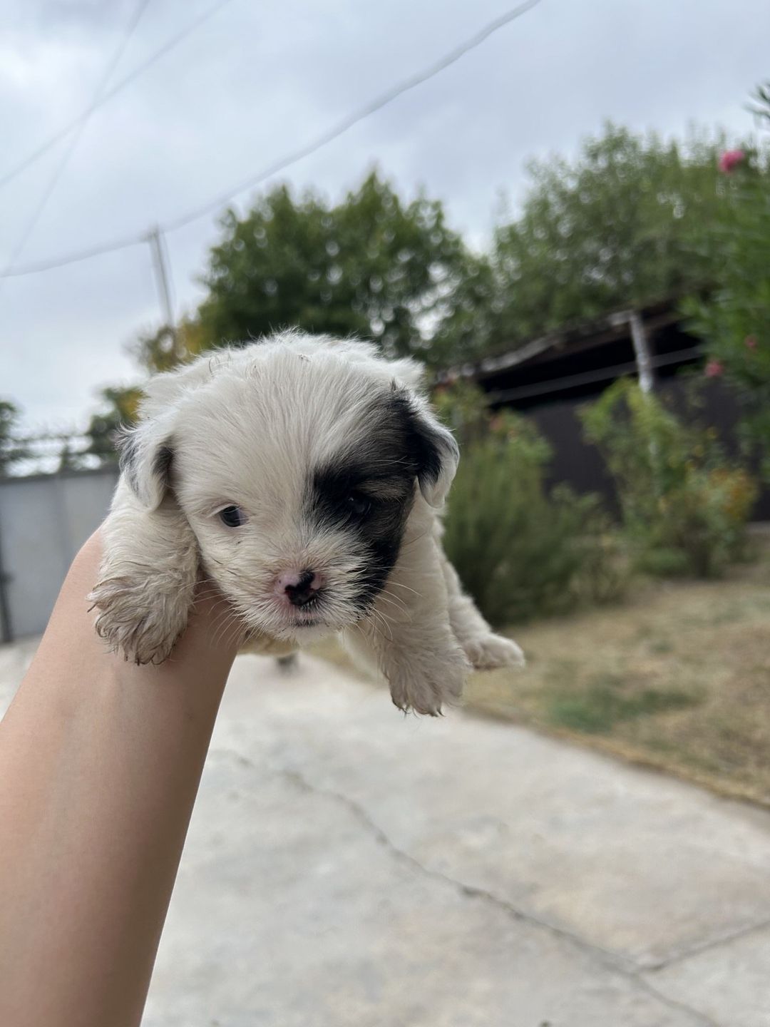 Pekines balası — Heyvanlar, Saatlı (8)