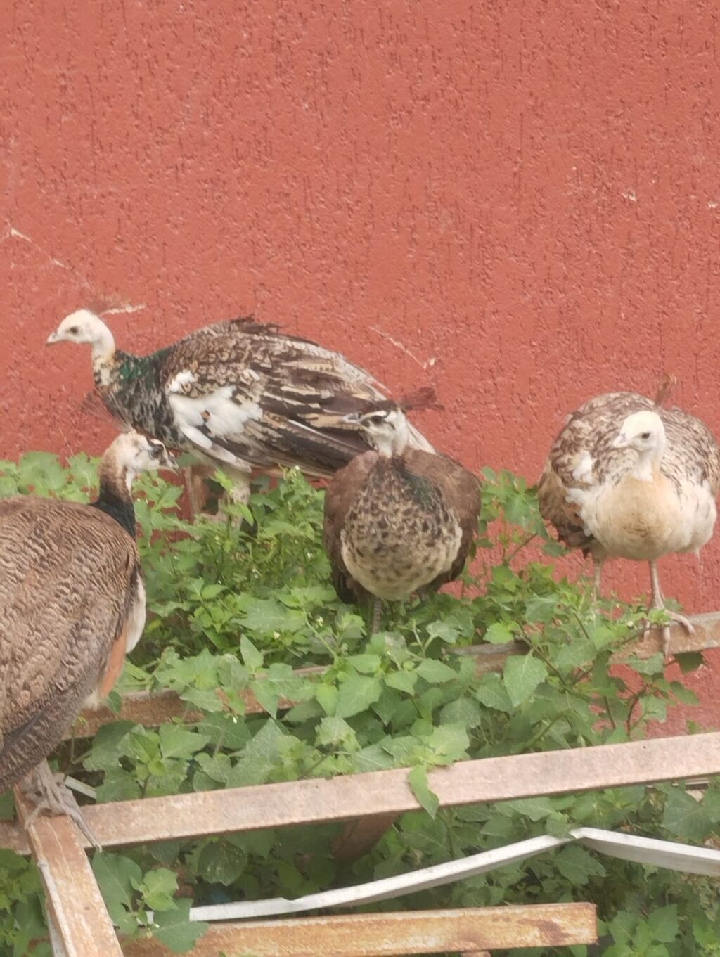 Tam sağlam tovuz quşları çəm 5 ədəddir ikisi erkək üçü dişidi və çəm — Quşlar, Digah (3)