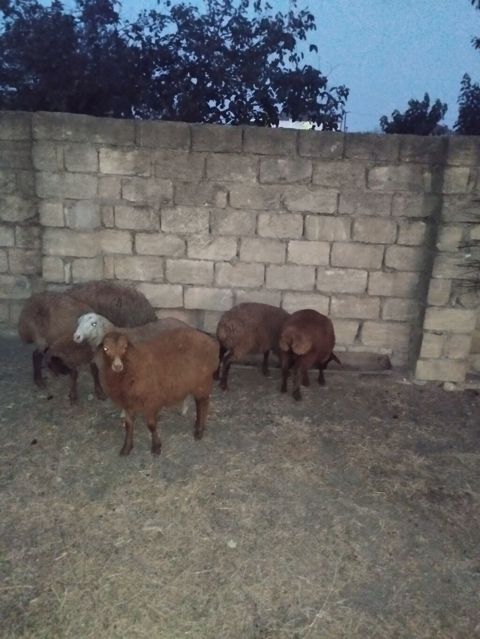 Salam 6 dene quzular satılır.bordaglig damazlıqa yaralıdır.real alıcı — Sumqayıt