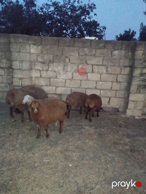 Salam 6 dene quzular satılır.bordaglig damazlıqa yaralıdır.real alıcı
