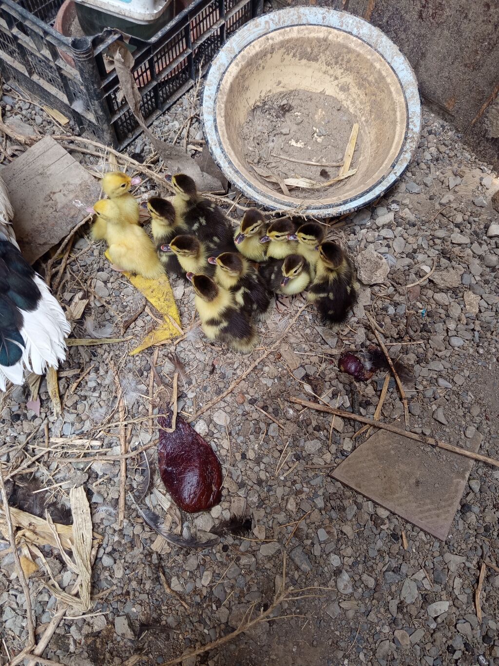 Salam. Lal ördək balaaları satılır tam sağlamdılar 12. dənədirlər — Heyvanlar, Qobu (4)