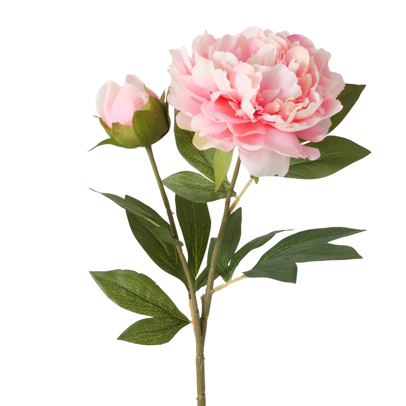Dekorativ gül Boltze Peony 72 sm — Bakı