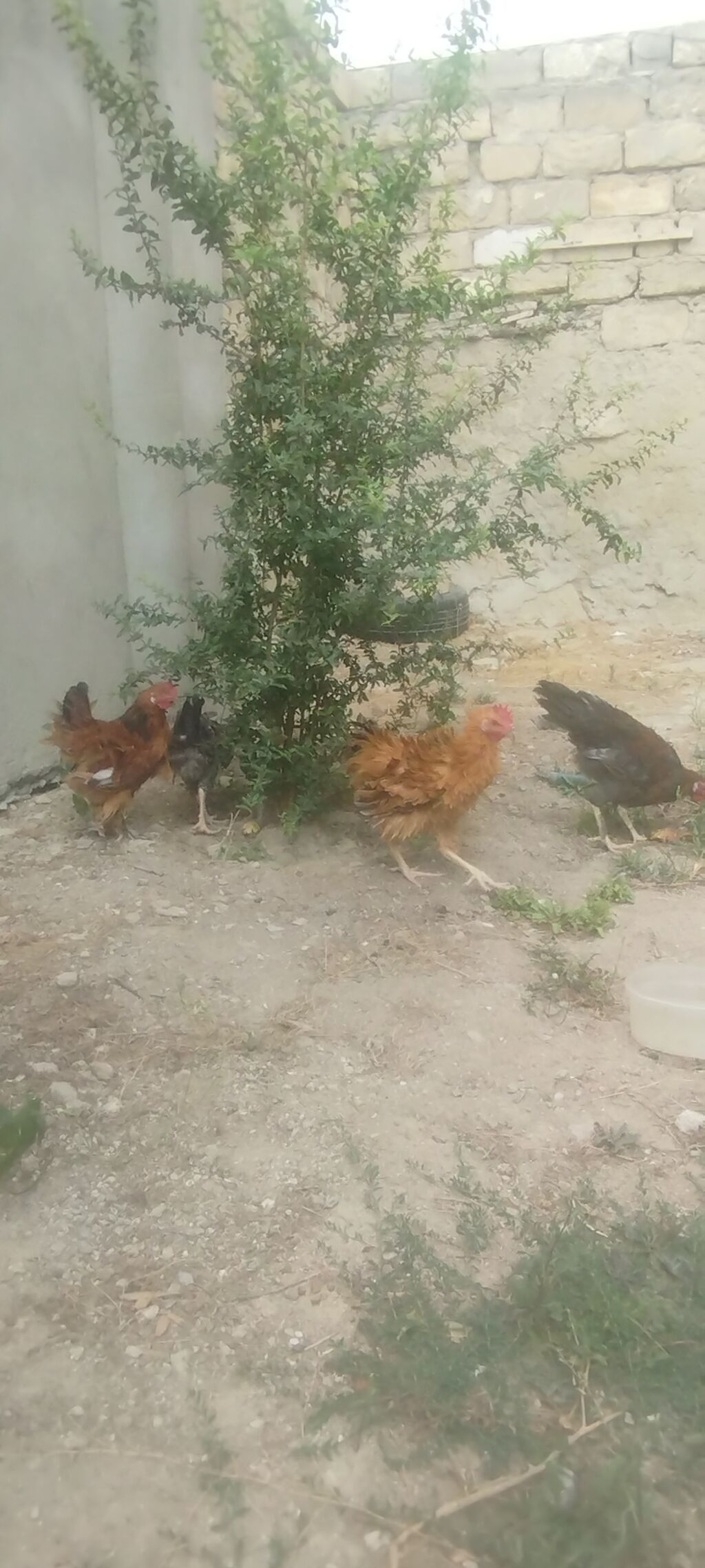 Cəmi 4 eded cavan kənd xoruzlar idi tecılı satilirMəhsul: Yerli — Heyvanlar, Digah (7)