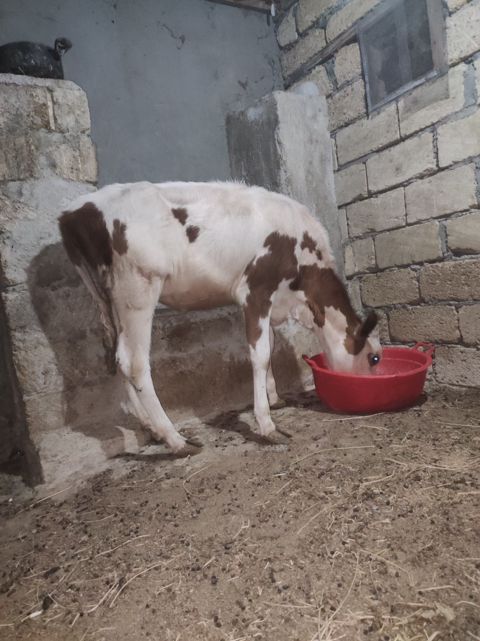 Dana — Bakı