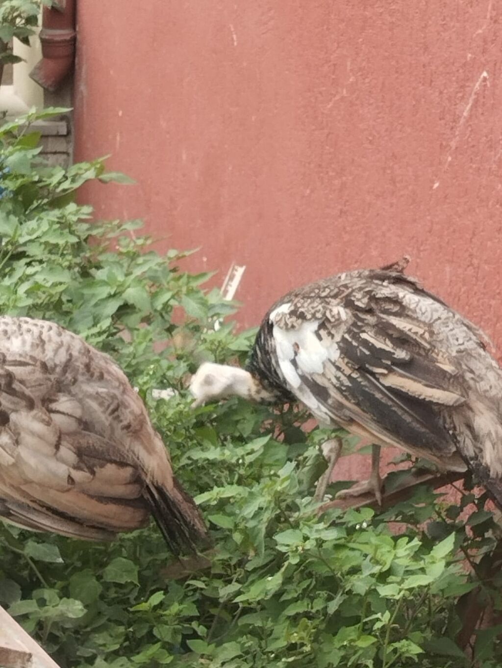 Tam sağlam tovuz quşları çəm 5 ədəddir ikisi erkək üçü dişidi və çəm — Quşlar, Digah (5)