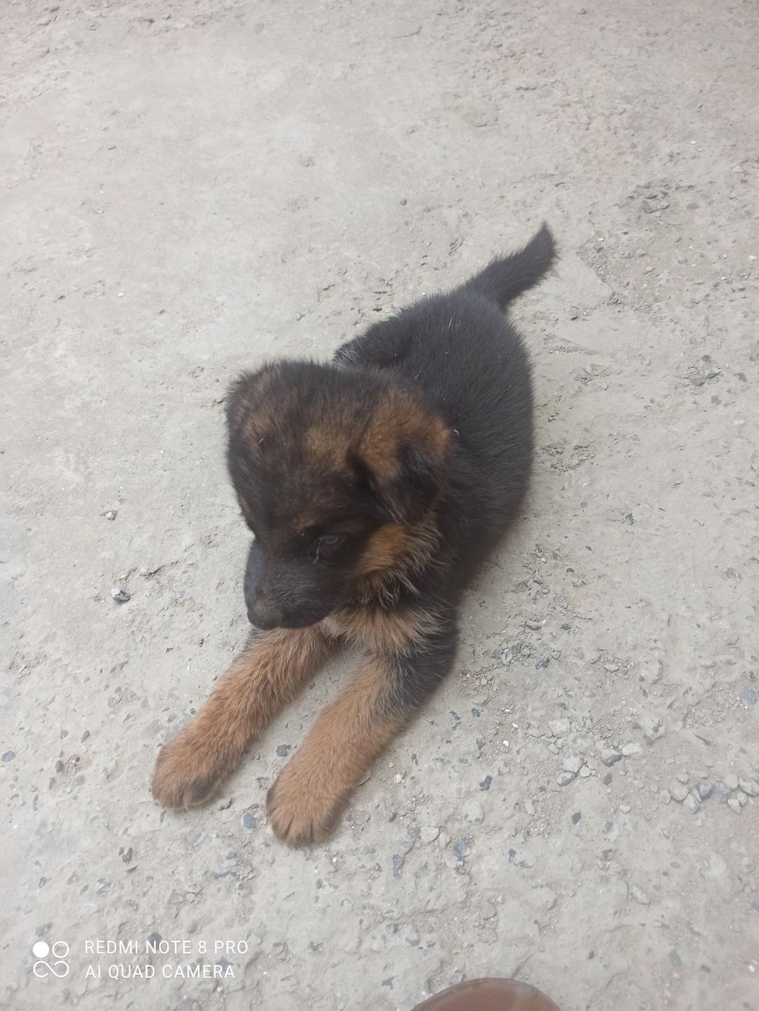 Alman ovçarkası balası — Heyvanlar, Bakı (4)
