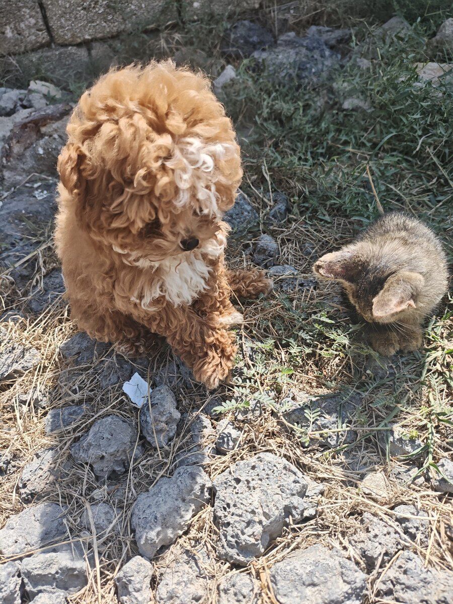 Korepudel — Heyvanlar, Bakı (3)