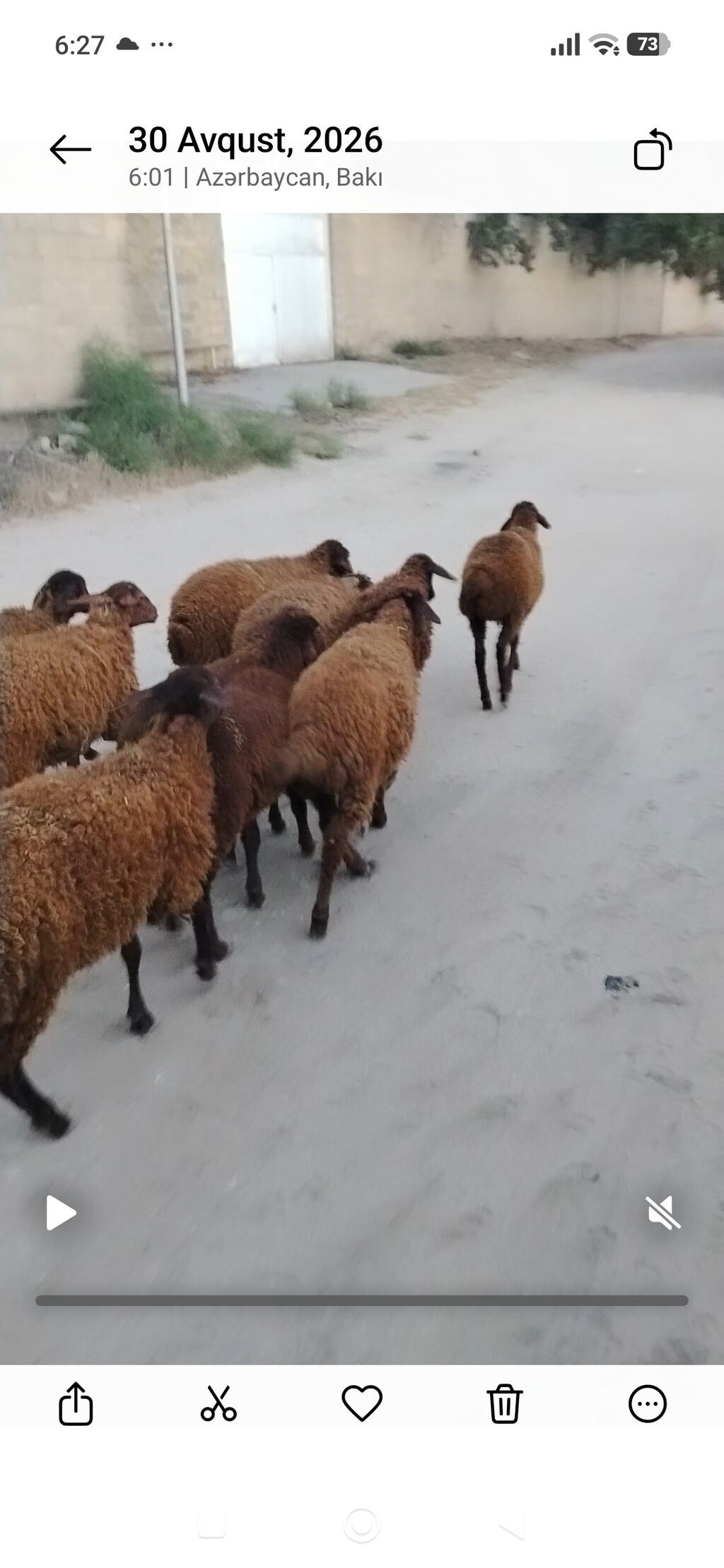 Quzu, Erkək, Qala, ay: 1, 25 kq, Damazlıq, Ünvandan götürmə — Heyvanlar, Digah (2)