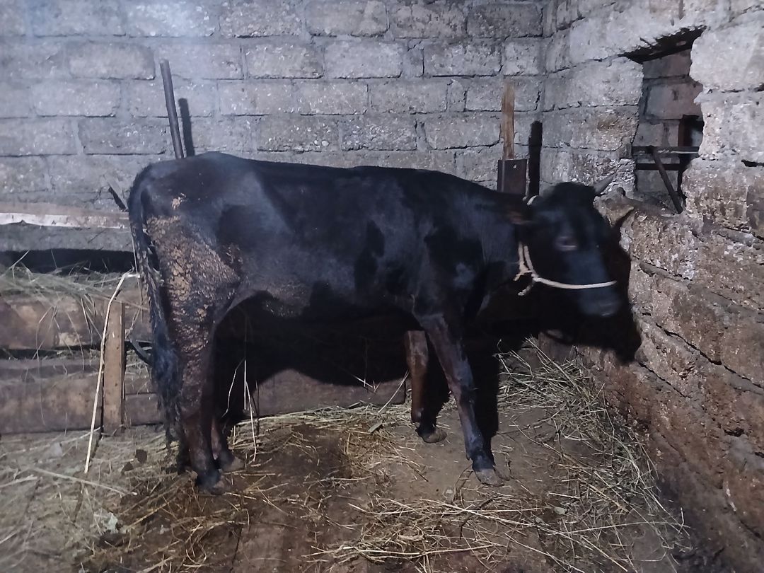 Dana — Heyvanlar, Xaçmaz (3)