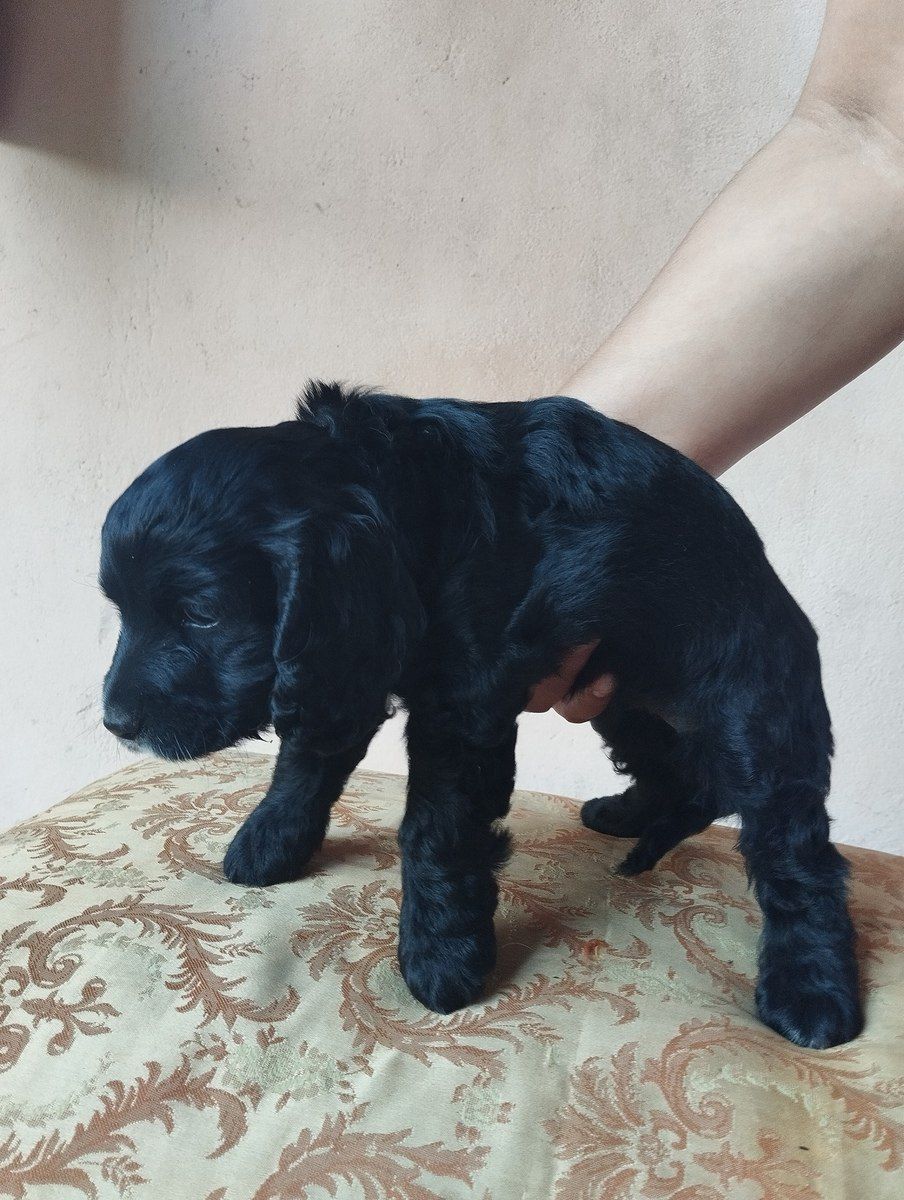 Koker Spaniel — Heyvanlar, Bakı (3)