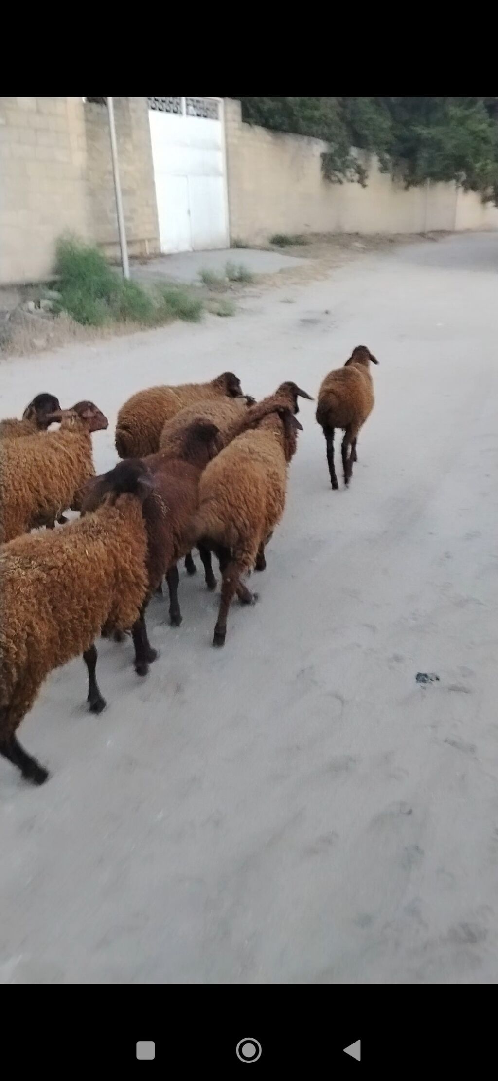 Quzu, Erkək, Qala, ay: 1, 25 kq, Damazlıq, Ünvandan götürmə — Heyvanlar, Digah (5)