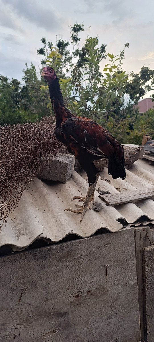 Heyratı beçə — Quşlar, Mingəçevir (5)