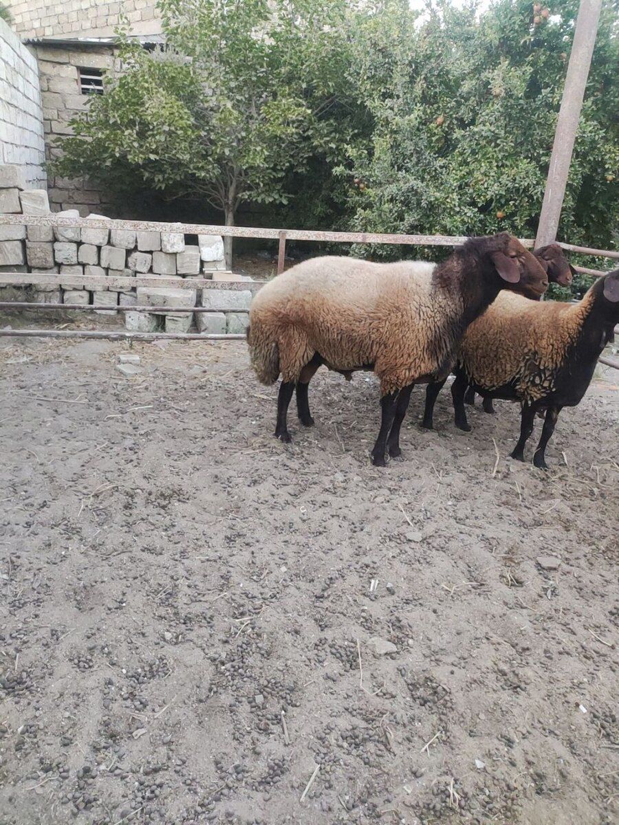Qala qoçu — Heyvanlar, Bakı (5)