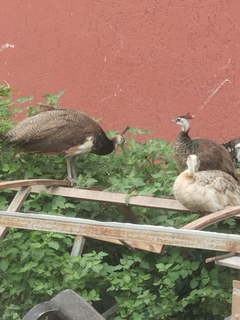 Tam sağlam tovuz quşları çəm 5 ədəddir ikisi erkək üçü dişidi və çəm — Quşlar, Digah (7)