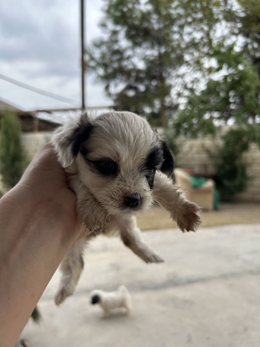 Pekines balası — Heyvanlar, Saatlı (7)