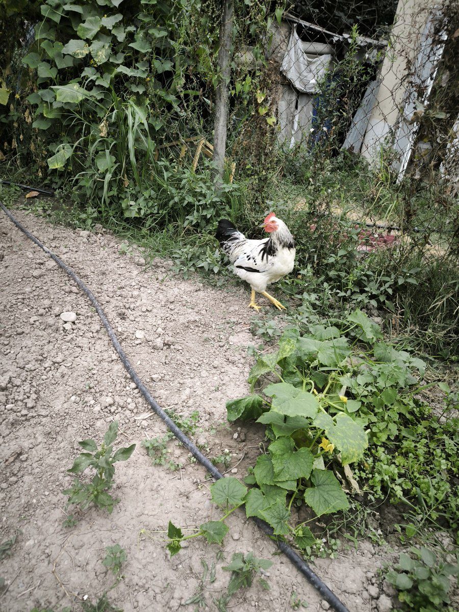 Xoruzlar — Quşlar, Quba (2)