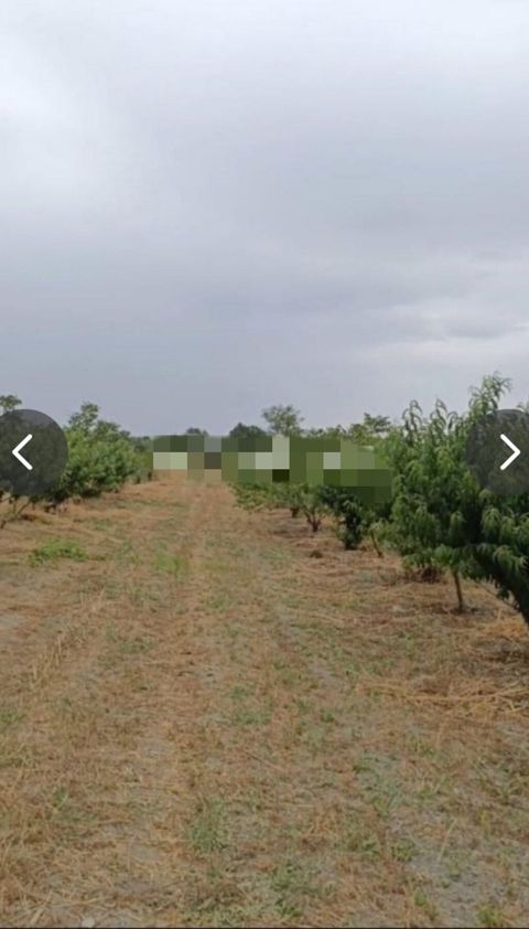 127 sot, Kənd təsərrüfatı, Mülkiyyətçi, Kupça (Çıxarış), Texniki pasport — Xaçmaz