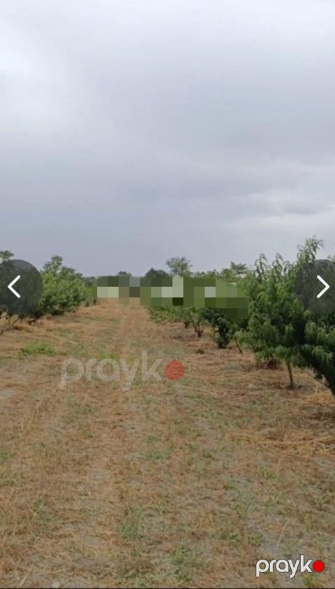 127 sot, Kənd təsərrüfatı, Mülkiyyətçi, Kupça (Çıxarış), Texniki pasport