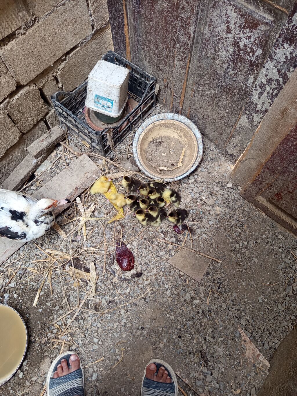 Salam. Lal ördək balaaları satılır tam sağlamdılar 12. dənədirlər — Heyvanlar, Qobu (3)