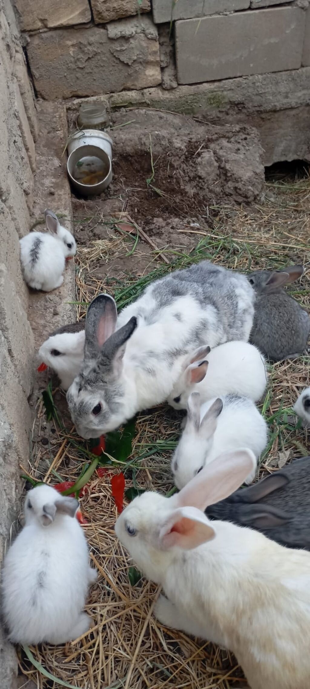 Ancaq balalari satılır biri 10 manat 2 aylıq balalardiSatışda evdə — Dovşanlar, Xırdalan (6)