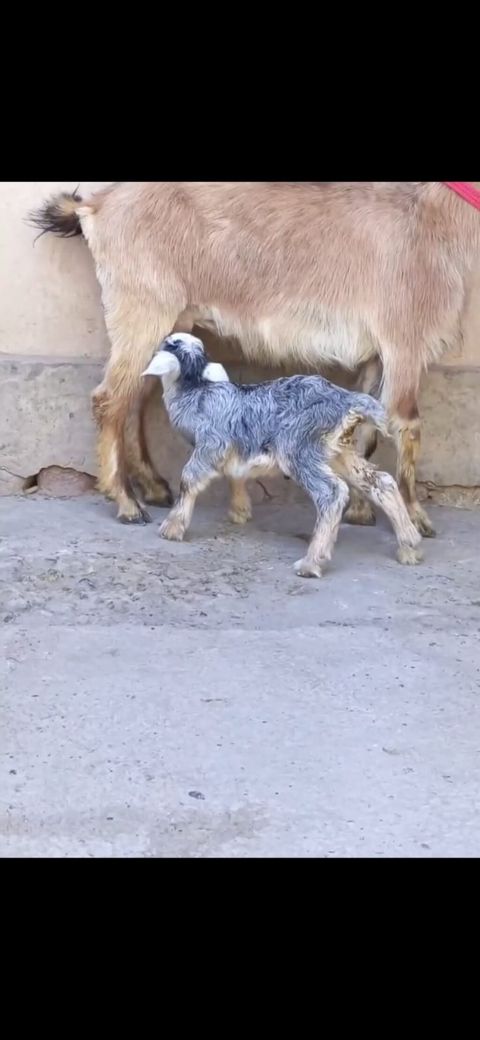 Satılır: Ana keçi balası ilə - Növ: Yerli keçi - Komplekt: Ana keçi + — Zaqatala