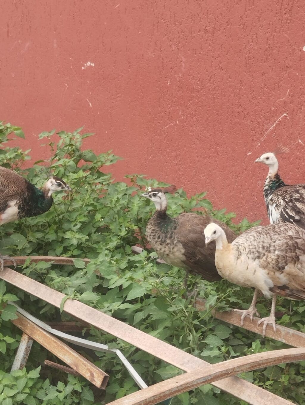 Tam sağlam tovuz quşları çəm 5 ədəddir ikisi erkək üçü dişidi və çəm — Quşlar, Digah (2)