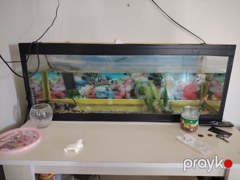 Akvarium — Bakı