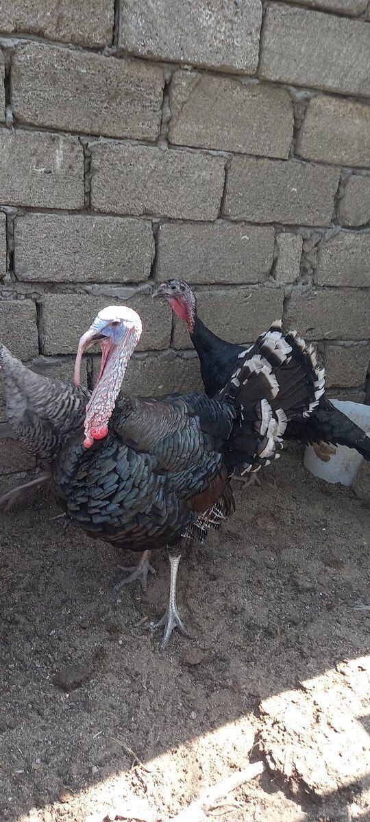 Hinduşkalar — Quşlar, Bakı (6)