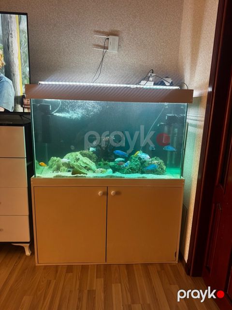 Akvarium — Bakı