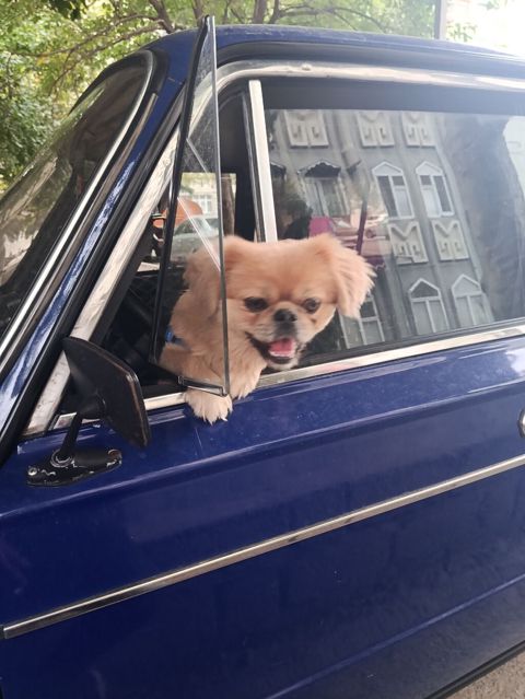 Cins: Pekinges (Pekingese) Rəng: açıq qəhvəyi/qızılı Cinsiyyəti: erkək — Gəncə