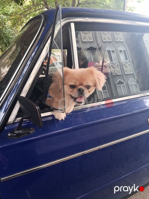 Cins: Pekinges (Pekingese) Rəng: açıq qəhvəyi/qızılı Cinsiyyəti: erkək — Gəncə