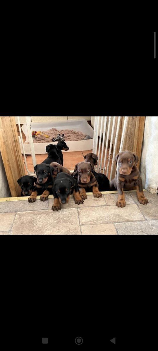 Doberman balları — Heyvanlar, Bakı (3)