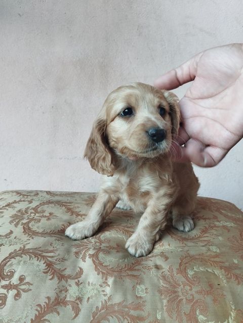 Koker Spaniel — Bakı
