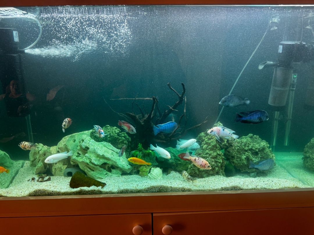 Akvarium — Akvariumlar və balıqlar, Bakı (3)