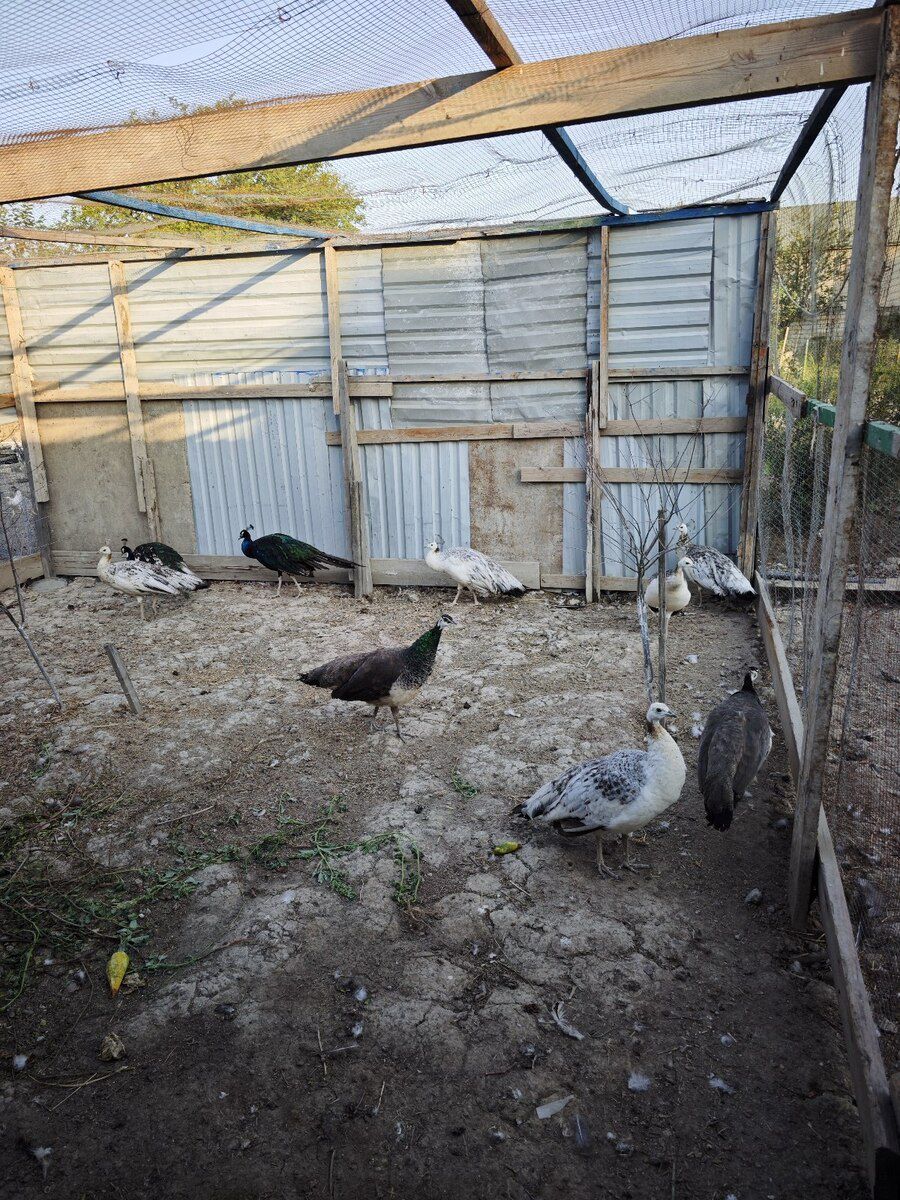 Tovuzquşu — Quşlar, Bakı (4)