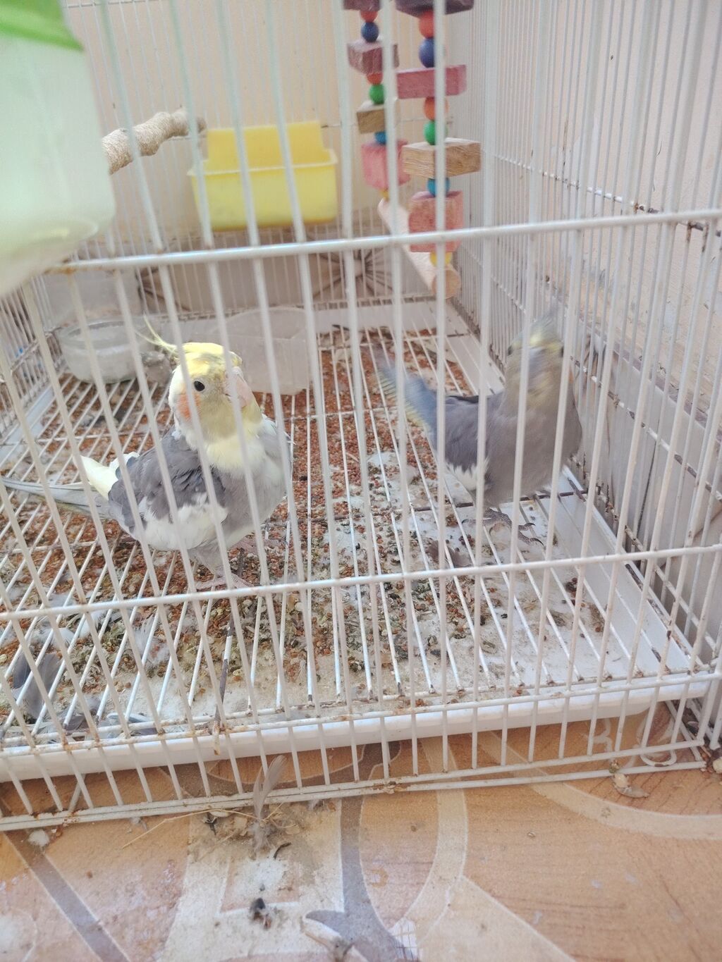 Nimfa (cockatiel) cütlüyü - Növ: Nimfa (cockatiel) – boz-ağ rəng — Qəfəslər, Qobustan (2)