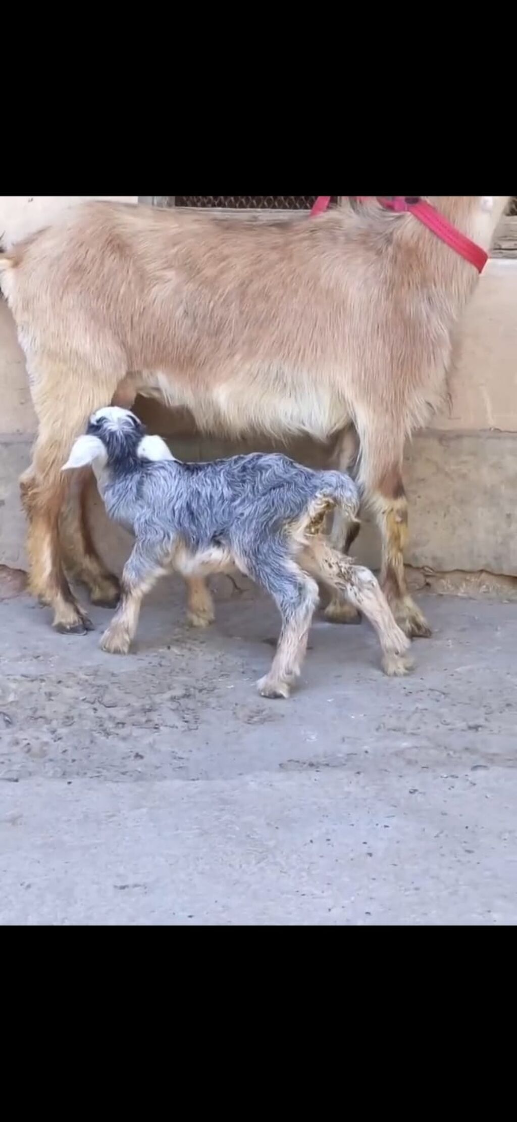 Satılır: Ana keçi balası ilə - Növ: Yerli keçi - Komplekt: Ana keçi + — Heyvanlar, Zaqatala (3)