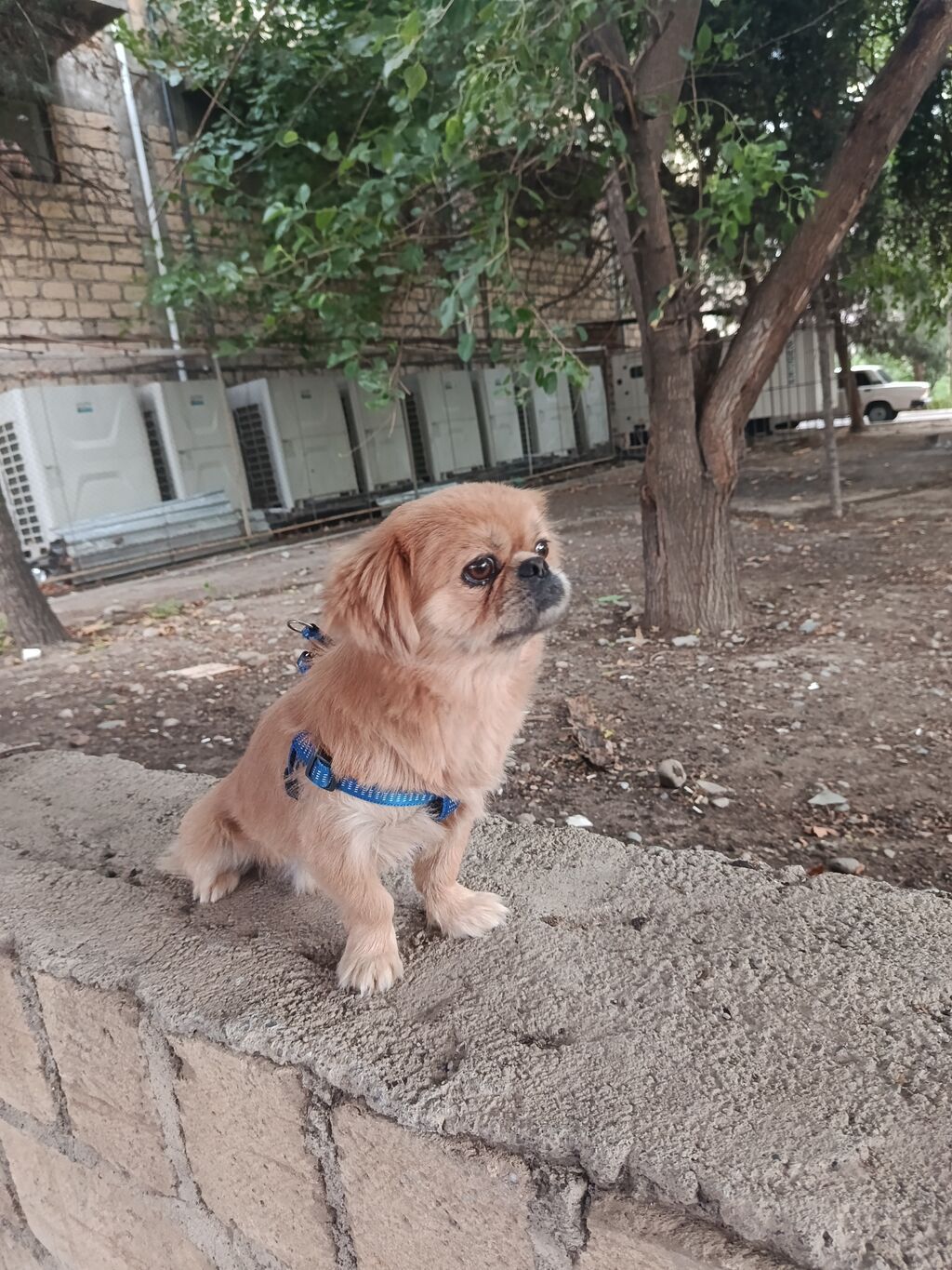 Cins: Pekinges (Pekingese) Rəng: açıq qəhvəyi/qızılı Cinsiyyəti: erkək — Heyvanlar, Gəncə (3)
