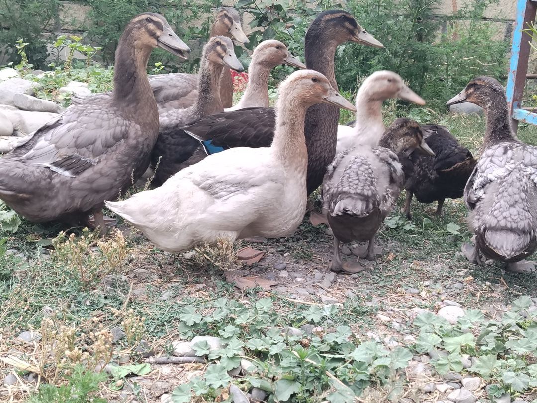 Rouen ördəkləri — Quşlar, Xaçmaz (2)