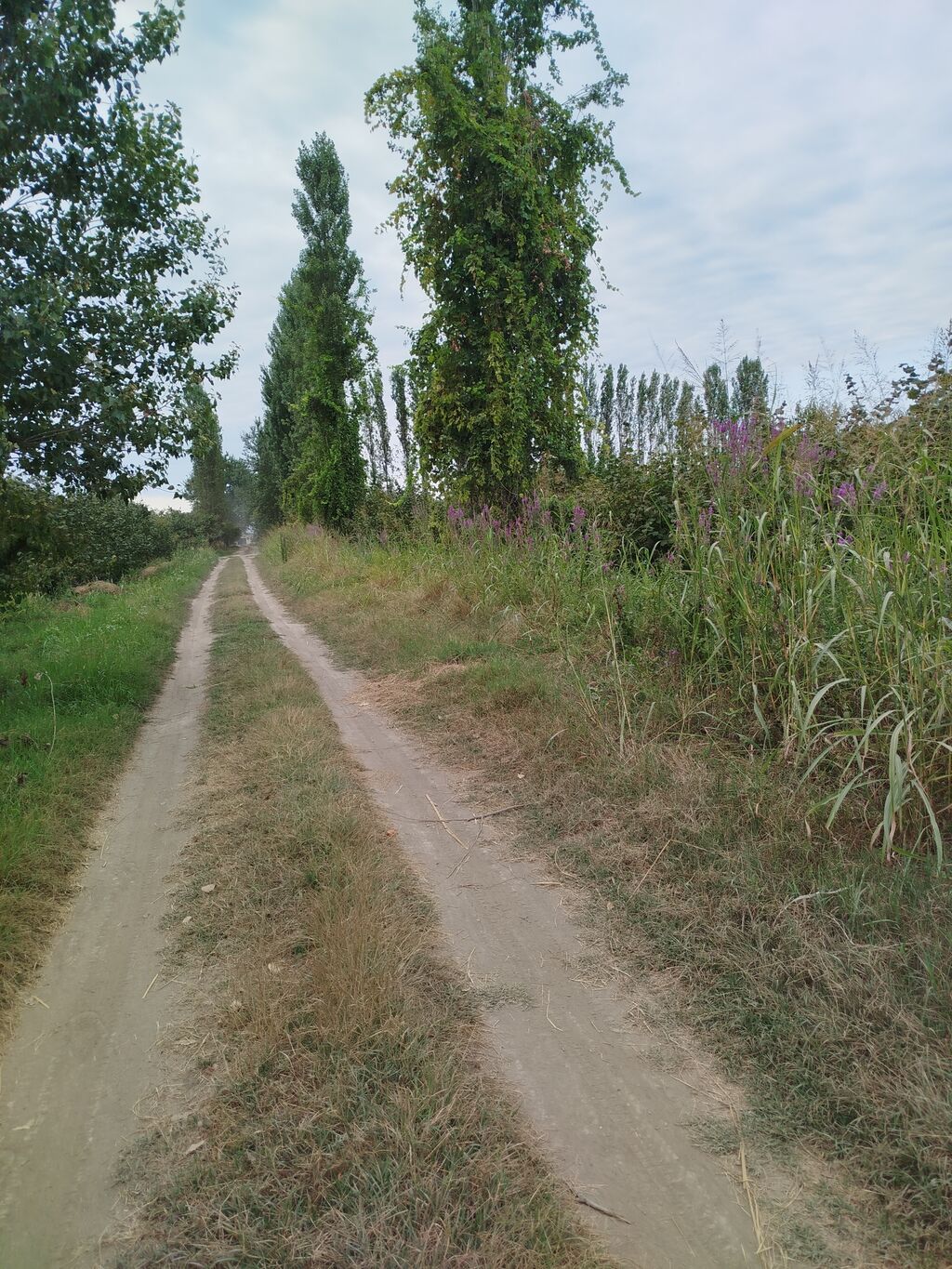 Kənd təsərrüfatı — Torpaq, Xaçmaz